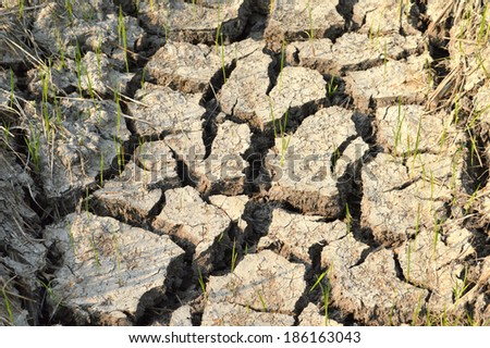 Dry ground fissures of the soil moisture deficit on drought.