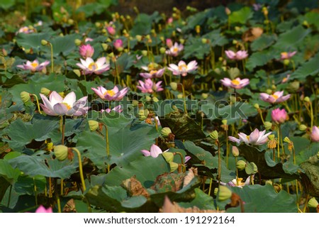 Lilies, lotus, pink lotus blossom beautifully Comments shower. Lotus bud lotus natural beauty.Bees, flies, bees collect pollen.