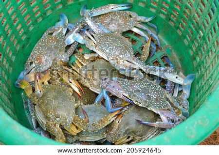 Fresh crabs in basket. horse crab for cooking