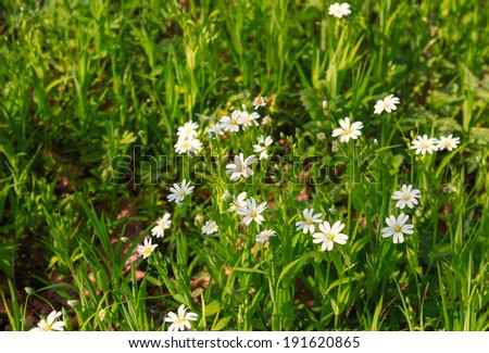 white spring wildflowers