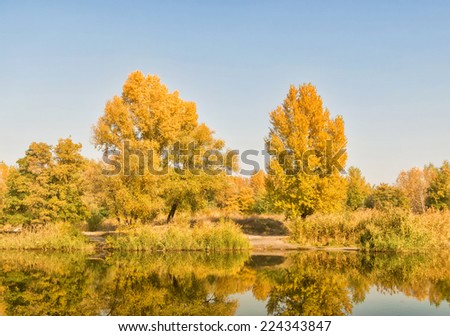 Yellow autumn trees by the river