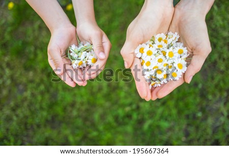 People hold flowers in their palms. focus on child hand with flowers