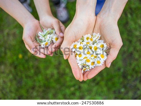 Mother and child hold flowers in their hands on a sunny summer day. focus mother hands