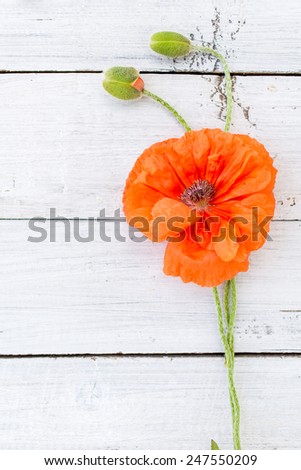Red poppies over white wooden background