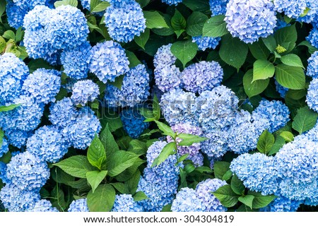 great bush of blue flower hydrangea blooming in the garden