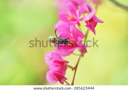 Bee on mexican creeper flowers with blurred background by macro lens