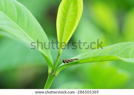 Insect on green leaves with blurred background by macro lens