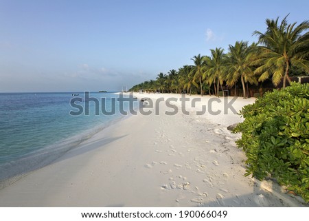 coconut palm tree shadow on a white sand