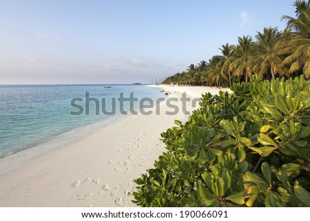 coconut palm tree shadow on a white sand