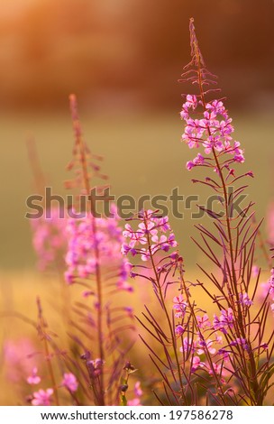 Great Willow-Herb