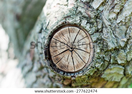 Stump of tree felled - section of the trunk with annual rings. Abstract texture of tree stump, crack wood ancient. Background