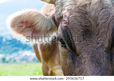 Head of a cow against a pasture. Funny cow on a green summer meadow. Blurred background