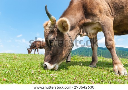 Herd of cows at summer green field. Grazing cow and field of fresh grass. Farm background