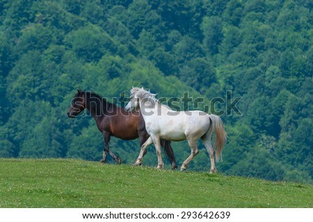 black and white horses. Wild stallion run on pasture at summer evening against mountains