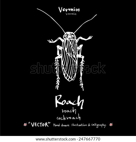 Hand drawn animal illustration / insect - vector