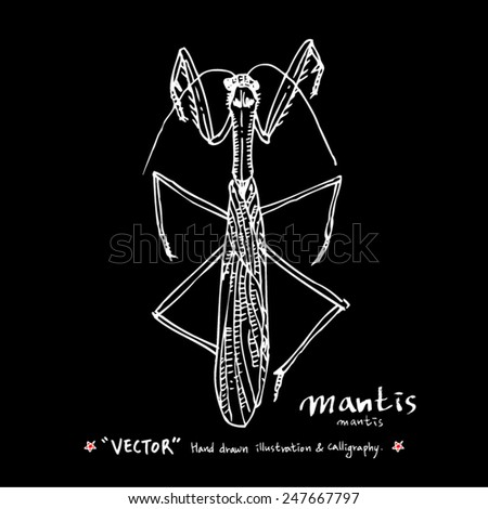 Hand drawn animal illustration / insect - vector