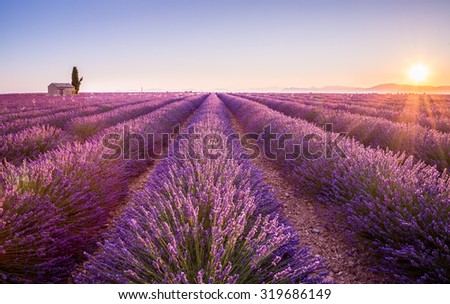 Provence, France. A Lonely house standing in a lavender field at sunrise.