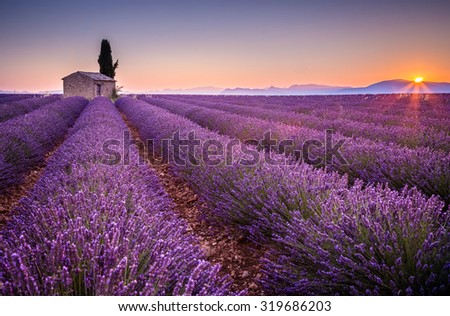 Provence, France.A Lonely house standing in a lavender field at sunrise.