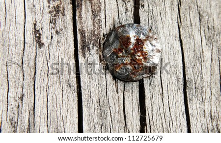 Rusty nail in the wood grunge macro background