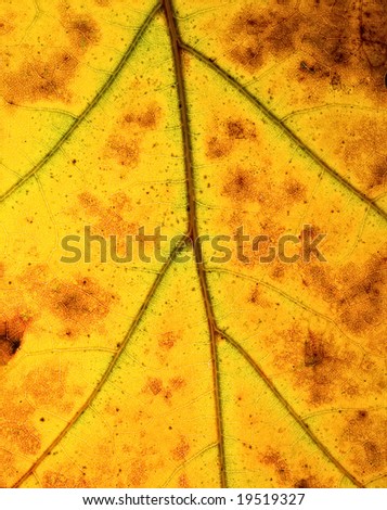 Macro photo of the oak leaf