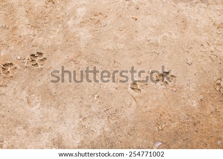 Dog\'s footprints on frozen ground on winter morning