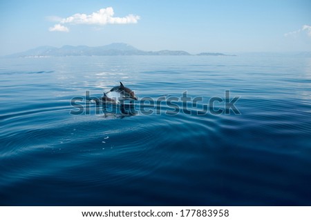 Wild dolphins swimming in their natural habitat in the Corinthian Gulf