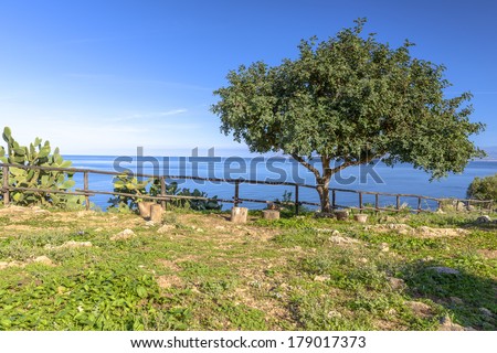 Tree standing near Cactus plant by the sea in Natural Reserve, Sicily, Italy