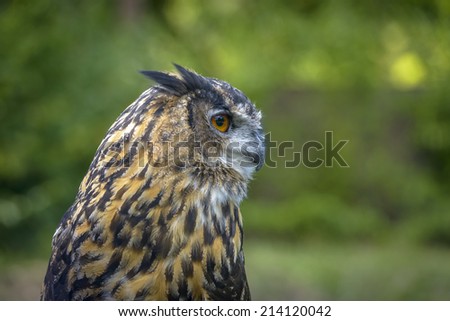 Eagle Owl close up portrait against a blurred green