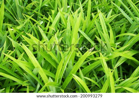 Pandanus leaves are green blade shape, There are no flowers, fragrant scents.