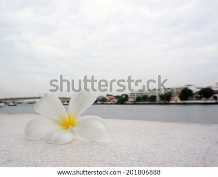 Frangipani flowers, one flower is white, fall on the floor near the river
