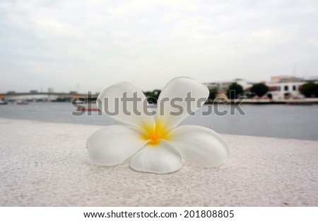 Frangipani flowers, one flower is white, fall on the floor Near the river.