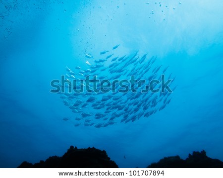 LITTLE CORN ISLAND, NICARAGUA: School of silver fish swim  above a coral reef