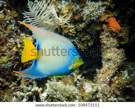 tropical blue fish