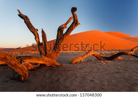 Golden glow of morning light bathes red sand dunes and weathered scrub tree trunks in Namibian desert foreground. This desert is the oldest in the world completely devoid of surface water.