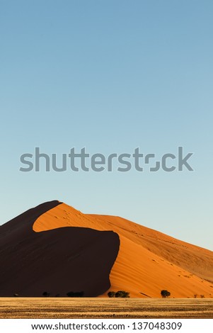 Red Namibian desert dune shaded by morning sun rises gracefully from desert grassland floor showing a few trees at base. This desert is the oldest in the world completely devoid of surface water.