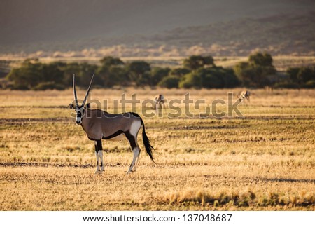 Side view closeup of Gemsbok Oryx facing camera with two in distance grazing in Namibian Desert. This desert is the oldest in the world completely devoid of surface water.