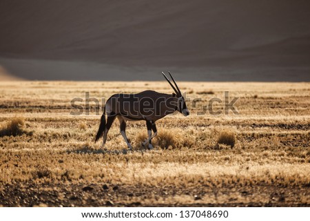 Grazing antelope (Oryx Gemsbok) with long straight horns and a hump back in Namibian Desert. This desert is the oldest in the world completely devoid of surface water.