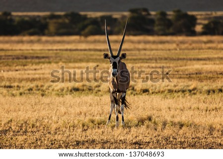 Gemsbok Oryx standing still in Namibian Desert grassland facing camera. This desert is the oldest in the world completely devoid of surface water.