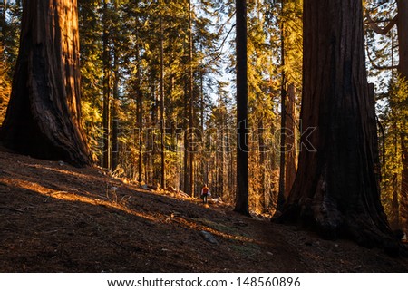 Sunlight filters through tree trunks to mountainside in Kings Canyon National Park, Sierra Nevada mountains, California