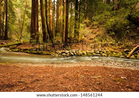 Gently flowing Redwood Creek crosses in front of Coastal redwood trees in a forest environment dappled by sunshine