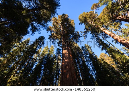 Sequoiadendron giganteum, Giant Sequoia tree trunks reach up like dancers to the blue sky