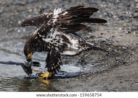 Close-up of an immature bald eagle standing on pebble beach ripping apart a salmon to eat