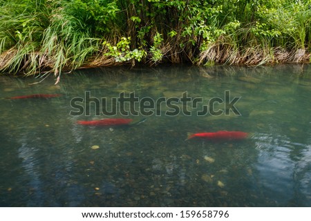 Three bright orange salmon fish swim in shallow water up stream to spawn in summer