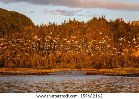 Flock of large white birds take flight at sunset from marsh in Alaska lake
