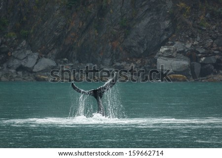 Orca fluke drips water as it continues downward motion into the sea