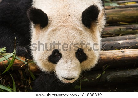 Panda bear stares closely at photographer in Chengdu Research Base of Giant Panda Breeding Center in Sichuan China