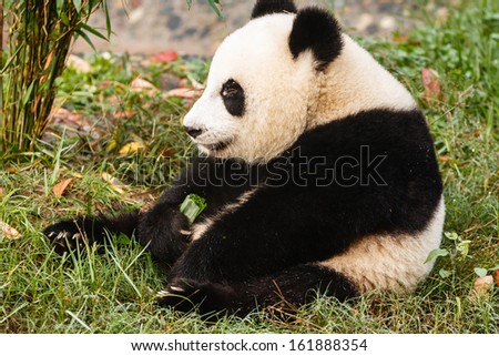 Close-up of Panda bear sitting eating at Chengdu Research Base of Giant Panda Breeding Center in  Sichuan China