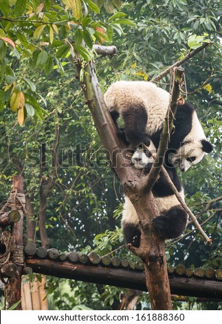 Two Panda bears playing in tree at Chengdu Giant Panda Breeding Center in Sichuan China