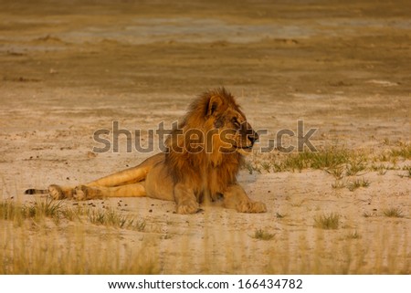 Adult Male lion looks to the side to watch while laying on Namibian desert