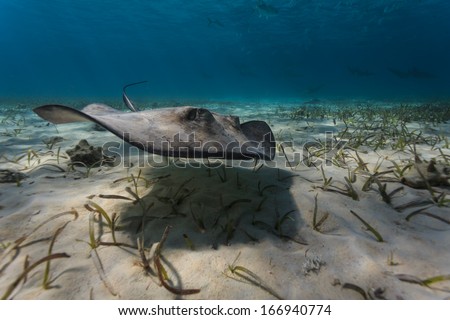 Close-up of gray juvenile southern stingray navigating the sea bed by flapping his pectoral fins